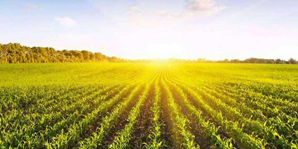 農業經濟形勢穩中向好